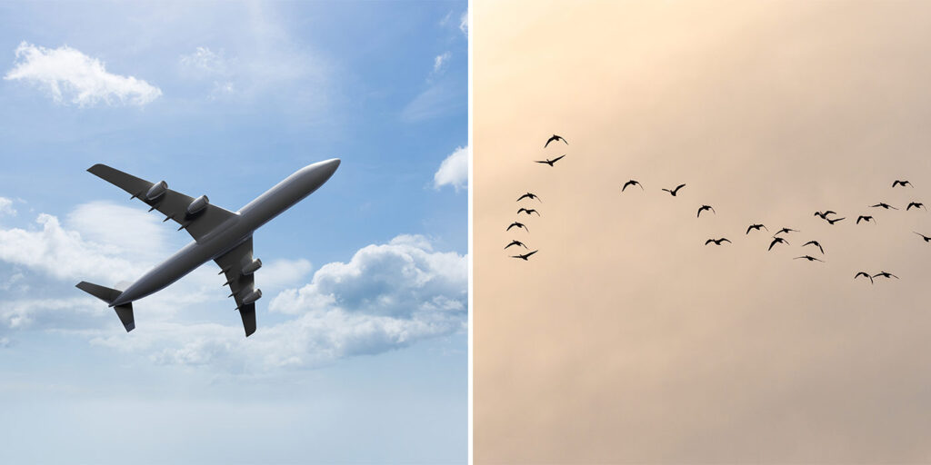 Uçaklar/Kuşlar